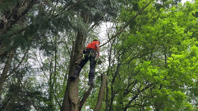 Best Lawn Dethatching Services  in Skippers Corner, NC