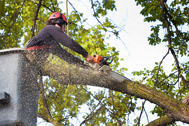 Best Tree Fertilization Services  in Skippers Corner, NC